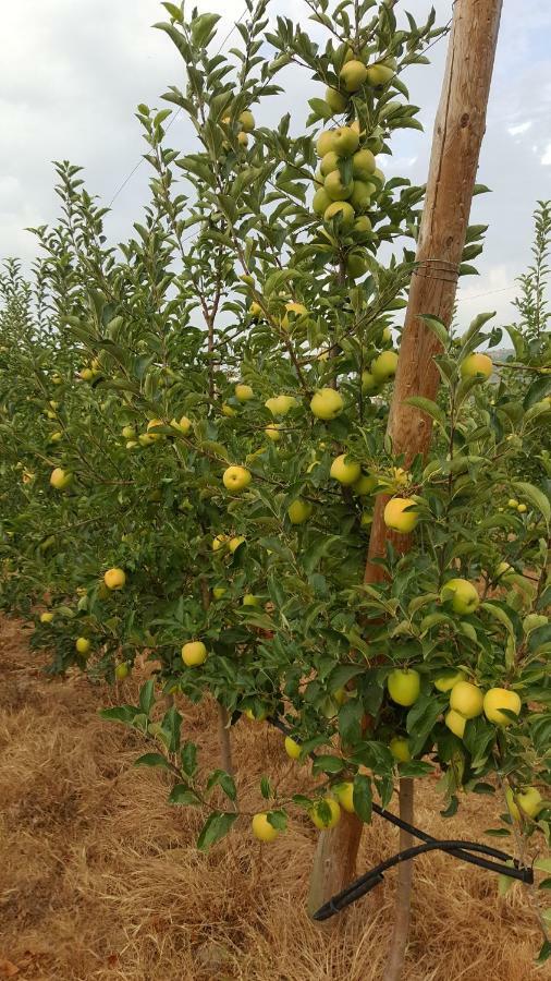 Quinta Do Acipreste لاميغو المظهر الخارجي الصورة