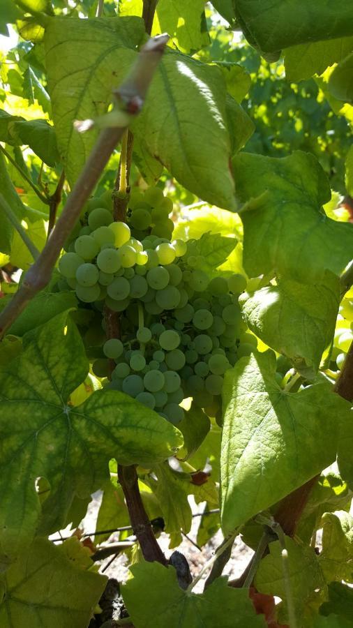 Quinta Do Acipreste لاميغو المظهر الخارجي الصورة